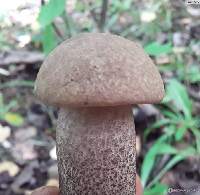 Ложный подосиновик гриб