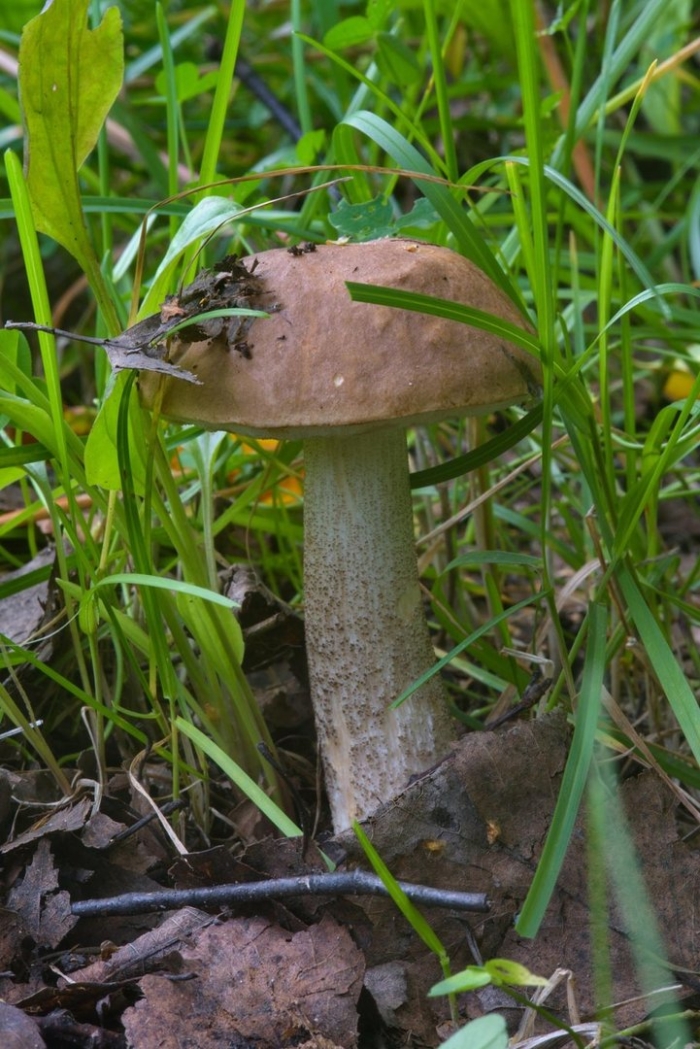 Подберезовик и подосиновик