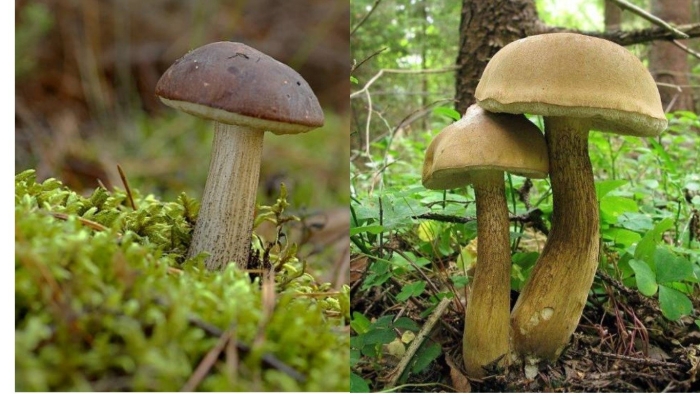 Обабок гриб великан