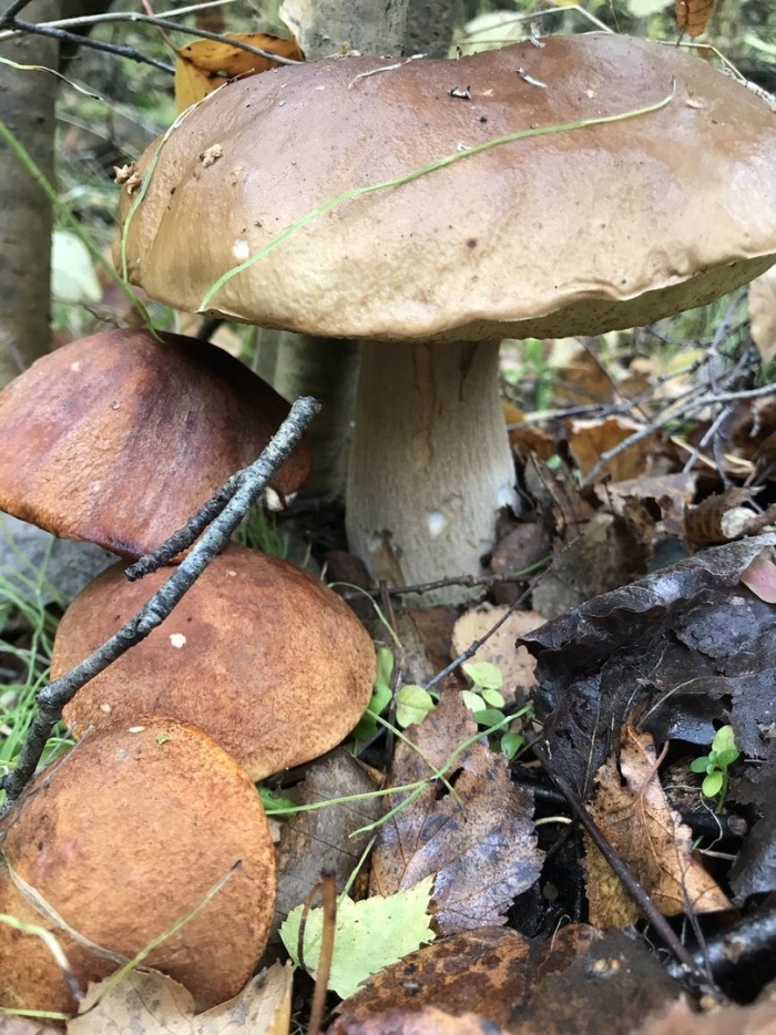 Белый гриб и подберезовик