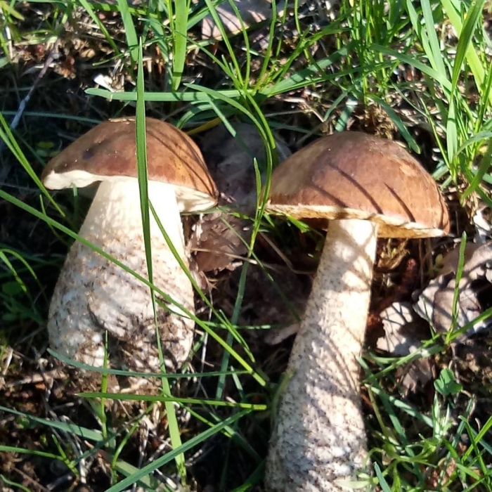 Гриб подберезовик ложный