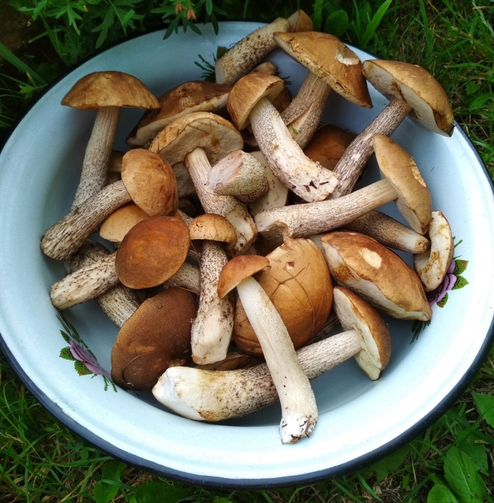 Грибной улов