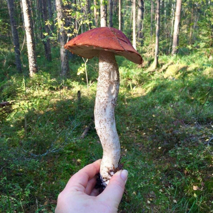 Подосиновики и подберезовики