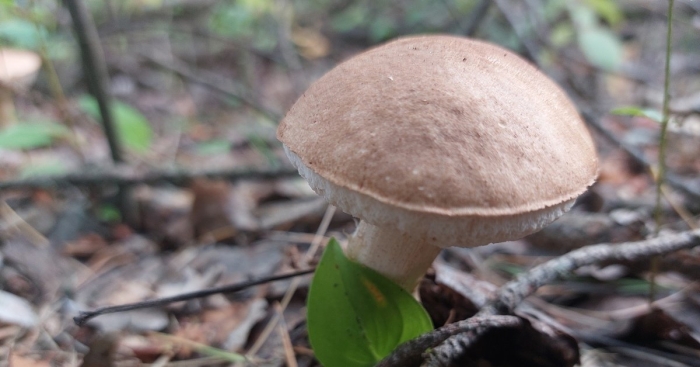 Ложные грибы