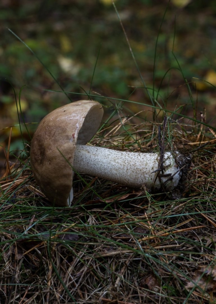 Подберезовик обыкновенный