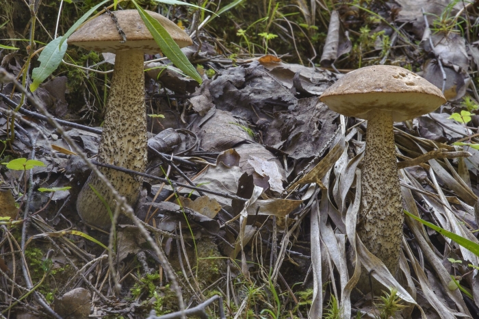 Подберёзовик обыкновенный – leccinum scabrum