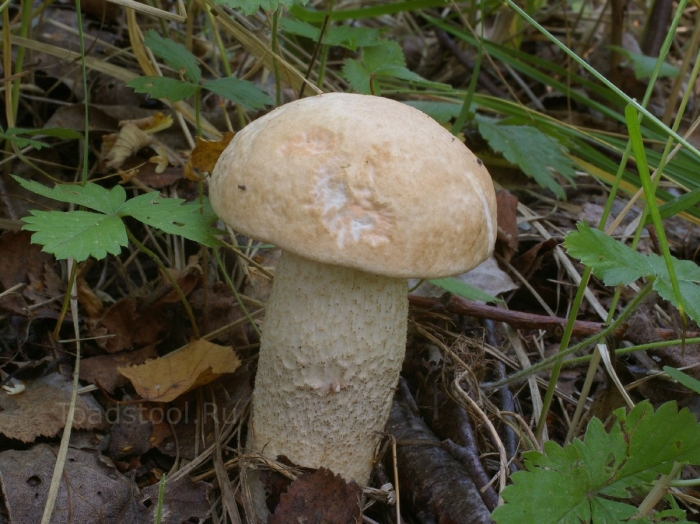 Осиновик белый подосиновик