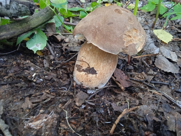 Белый гриб боровик