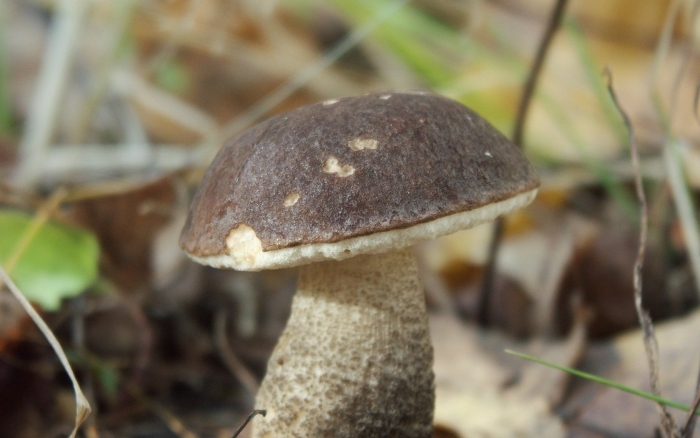 Подберезовик обыкновенный (обабок)