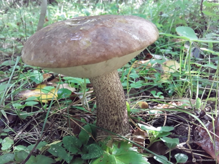 Подберёзовик обабок серый