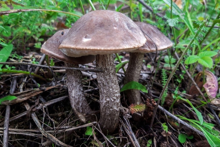 Подберёзовик серый (грабовик)