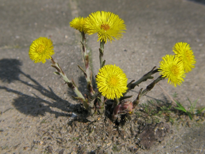 Цветок мать и мачеха