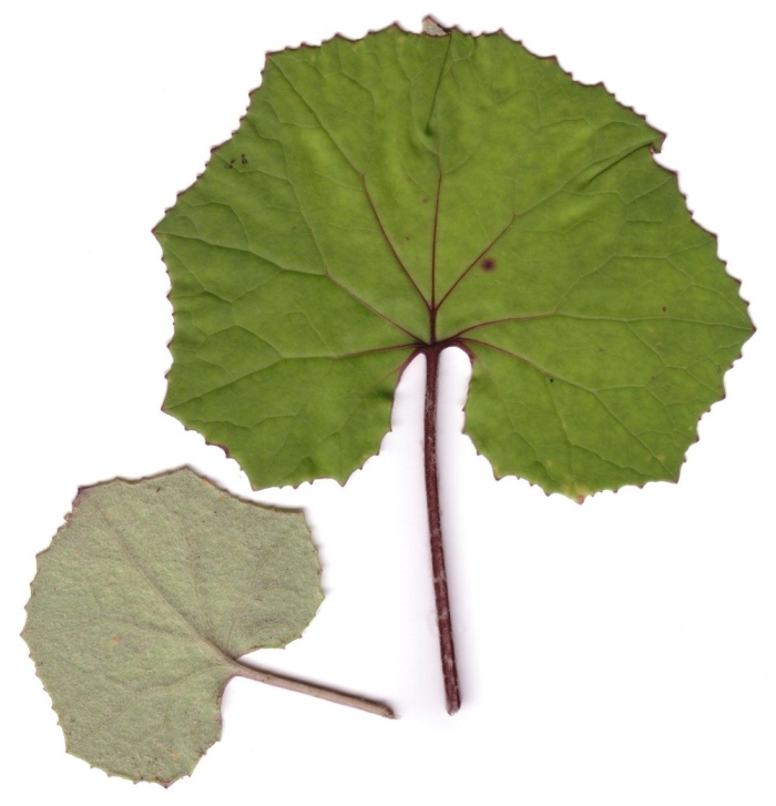 Мать и мачеха лист