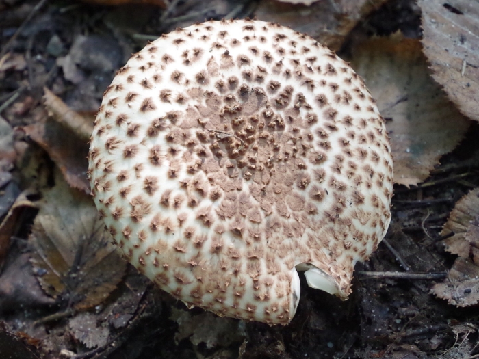 Лепиота шероховатая