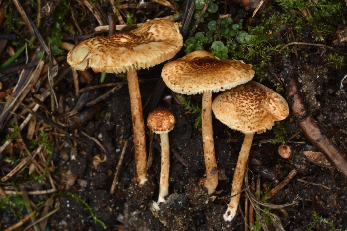 Лепиота каштановая