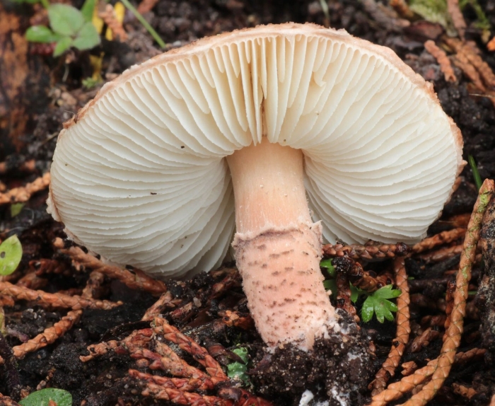 Гриб amanita rubescens