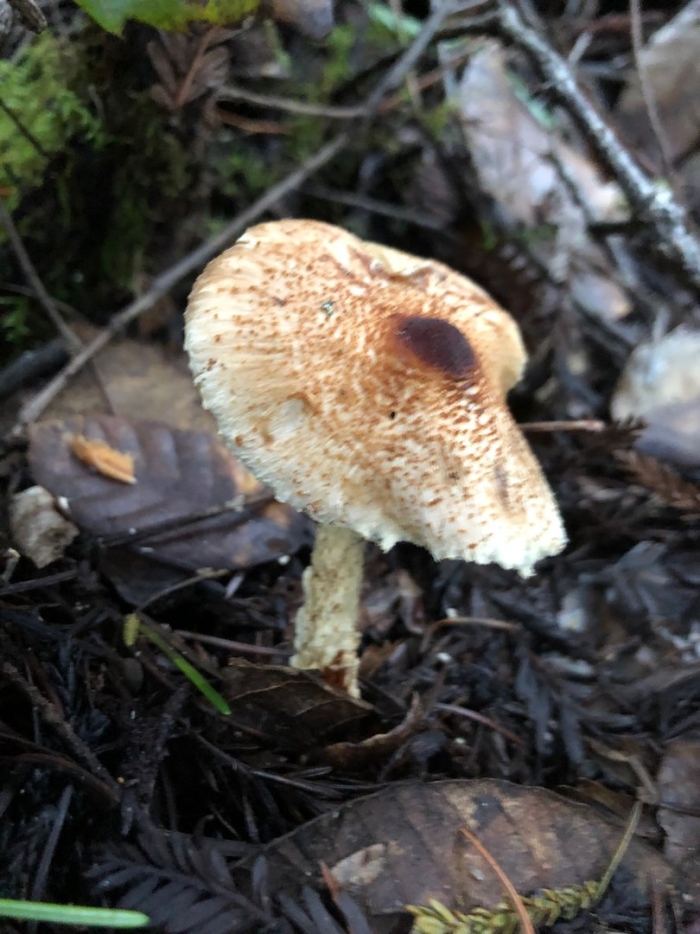 Lepiota clypeolaria