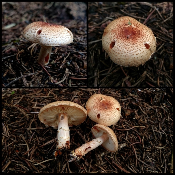 Lepiota ochraceofulva