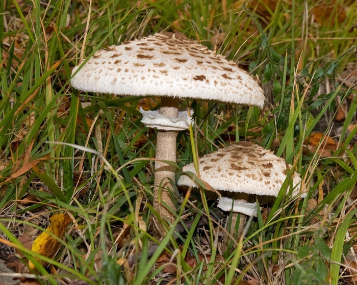 Зонтик пёстрый macrolepiota procera