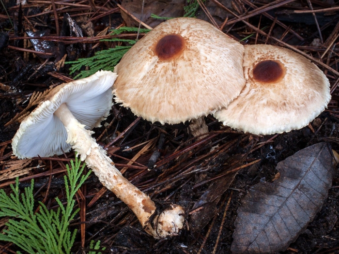 Лепиота пильчатая