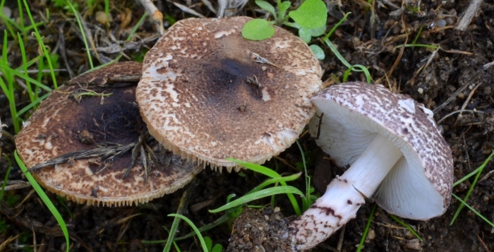 Лепиота коричнево красная