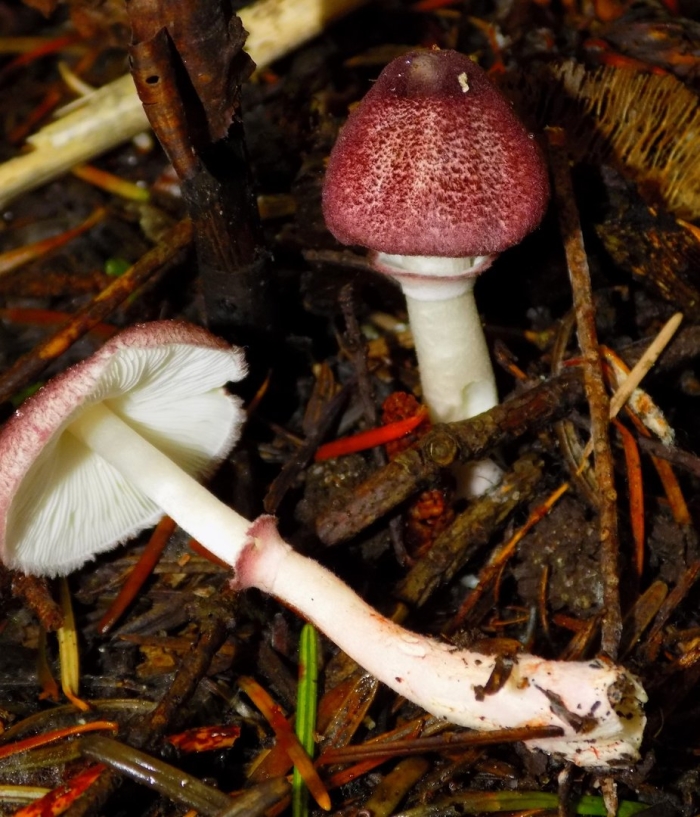 Tricholomopsis flammula