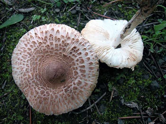 Гриб зонтик чешуйчатый