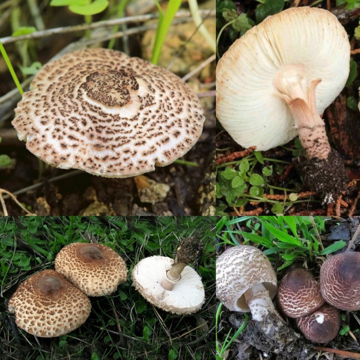 Лепиота коричнево красная