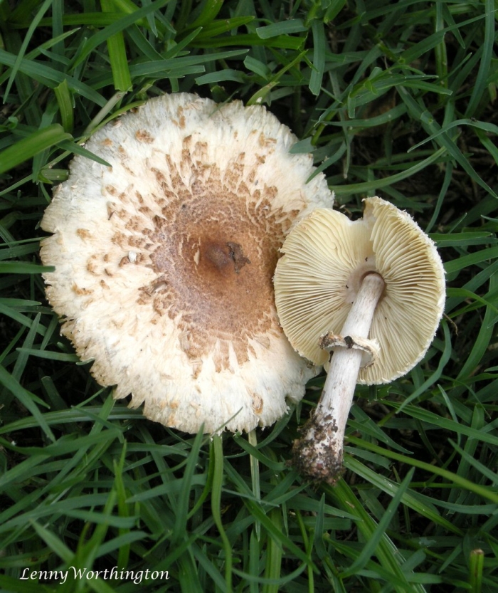 Лепиота ядовитая