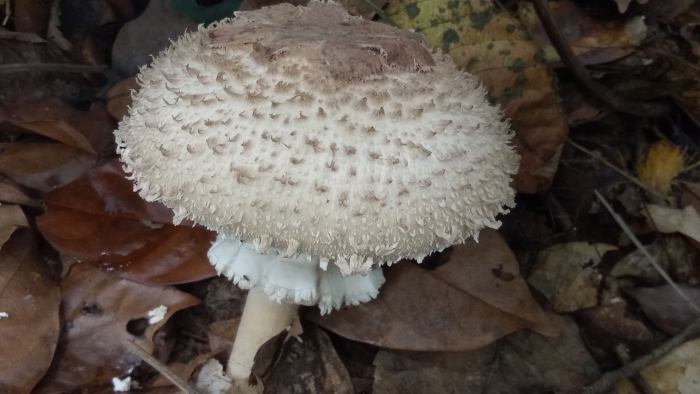 Гриб зонтик пёстрый macrolepiota procera