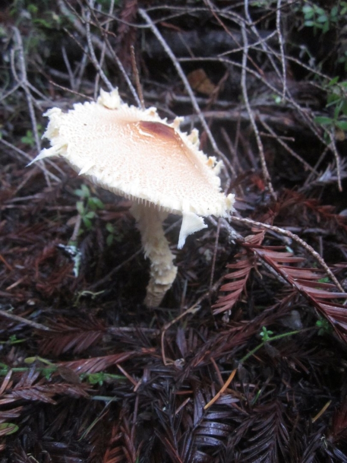 Лепиота гребенчатая