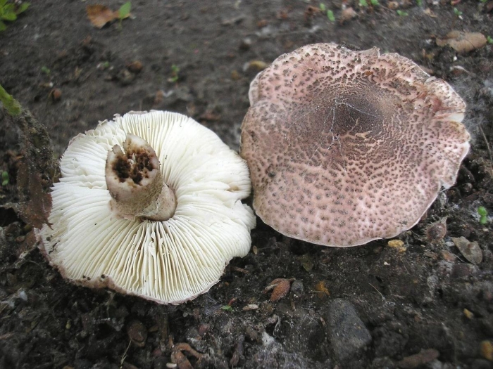 Лепиота коричнево красная