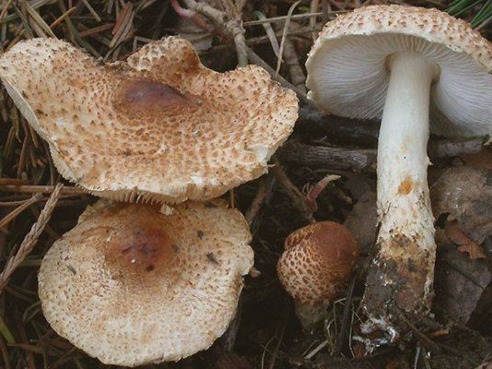 Лепиота луговая