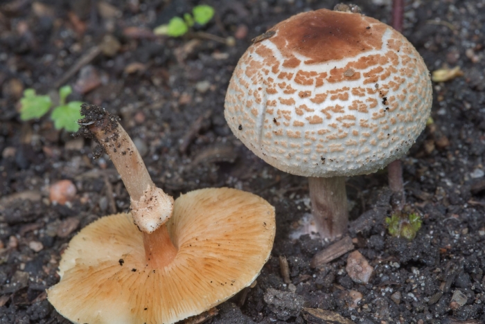 Лепиота тонковойлочная