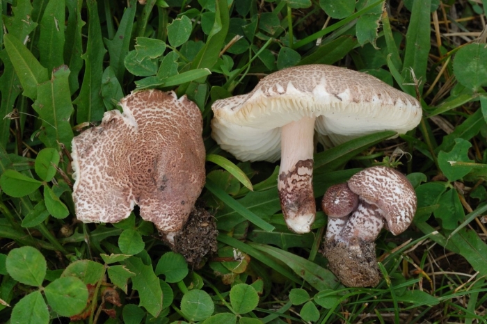 Лепиота ядовитая lepiota helveola