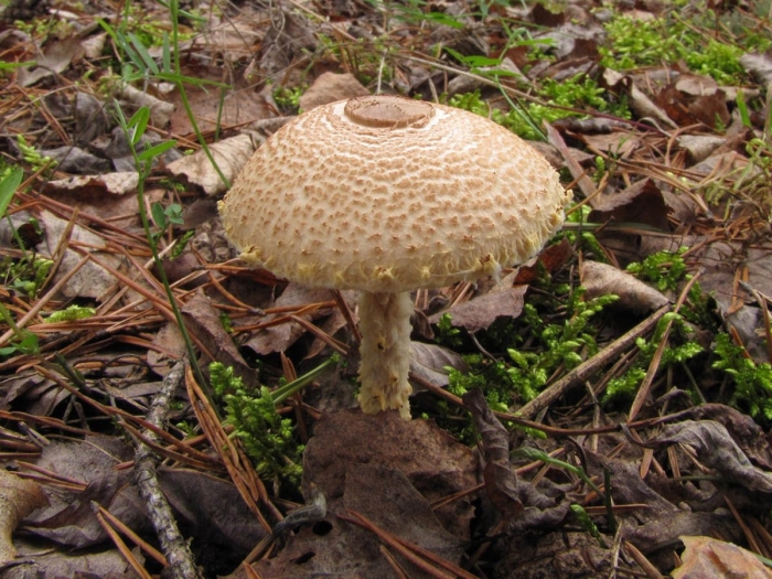 Лепиота коричнево красная