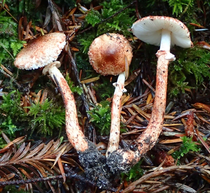 Лепиота розоватая