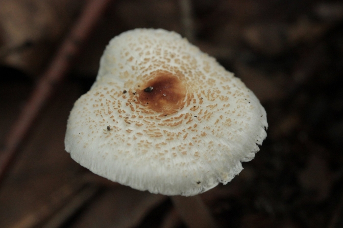 Гриб зонтик белый macrolepiota excoriata