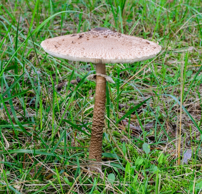 Macrolepiota procera
