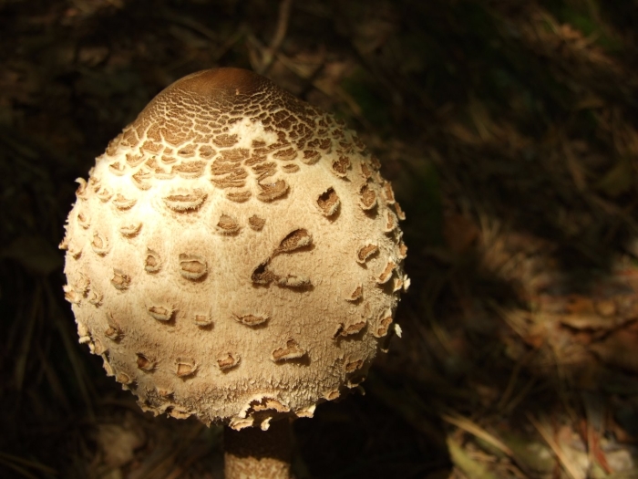 Зонтик пёстрый macrolepiota procera