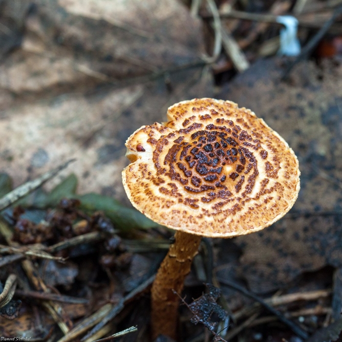 Лепиота гриб