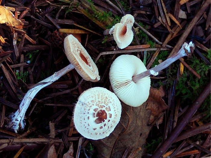 Lepiota castaneidisca