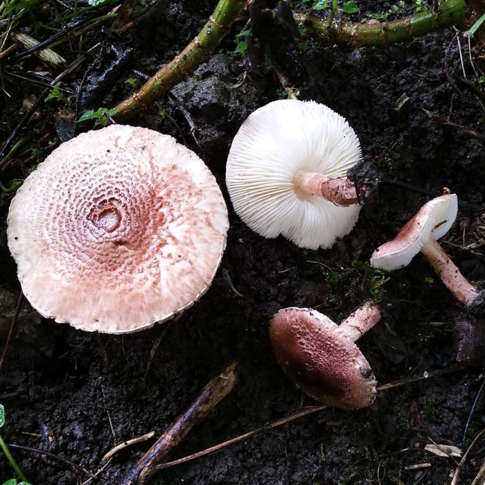 Лепиота ядовитая гриб