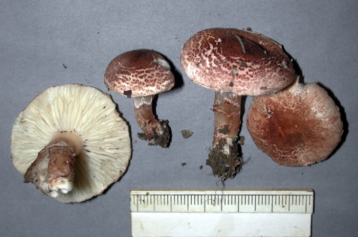 Agaricus subperonatus