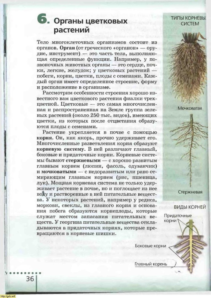 Корневые системы растений