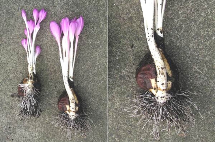 Луковица крокуса