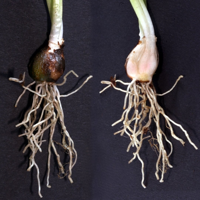 Пролеска луковицы