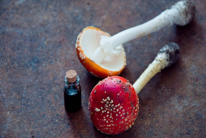 Мухомор в медицине