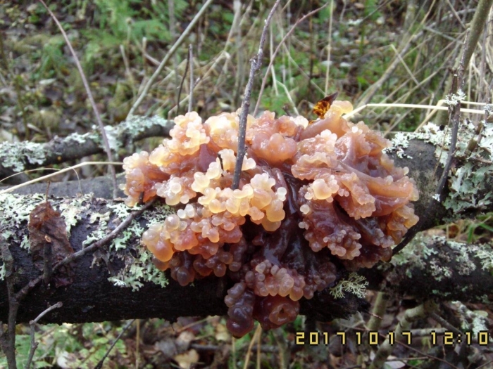 Гриб tremella foliacea