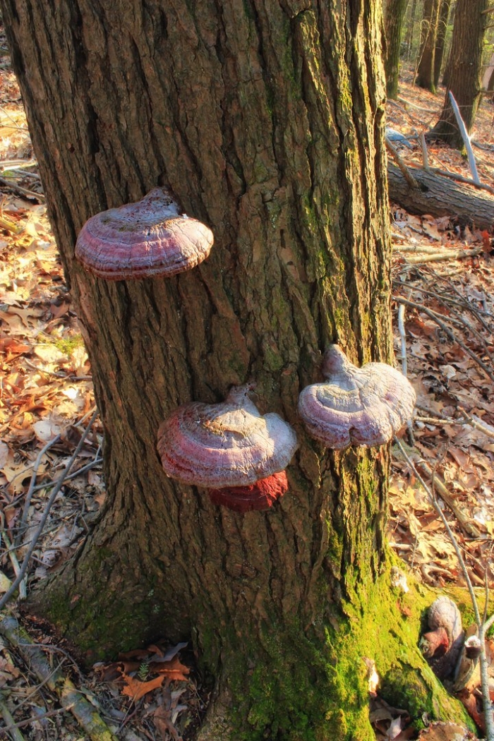 Ganoderma tsugae